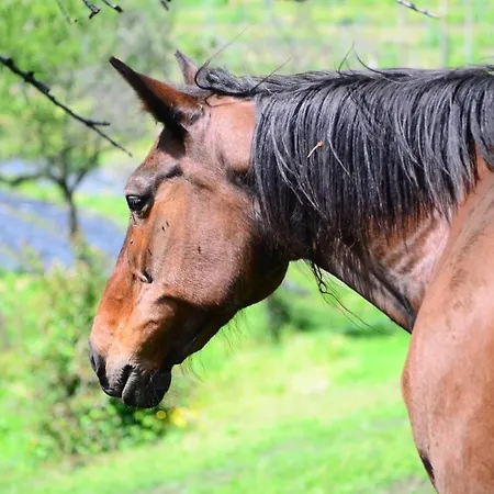 مزرعة للإقامة Dai Dellerba بينيرولو