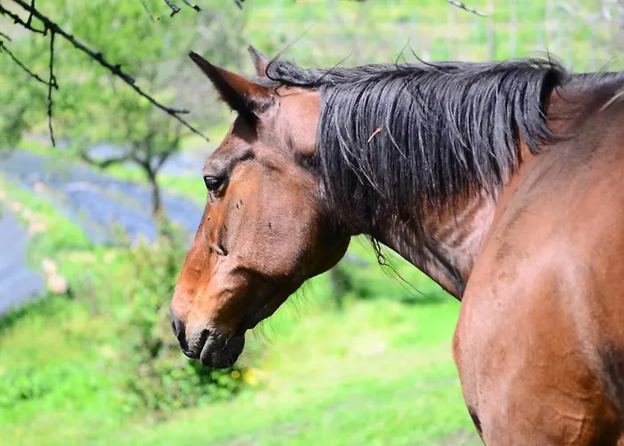 Farmház Dai Dellerba Pinerolo