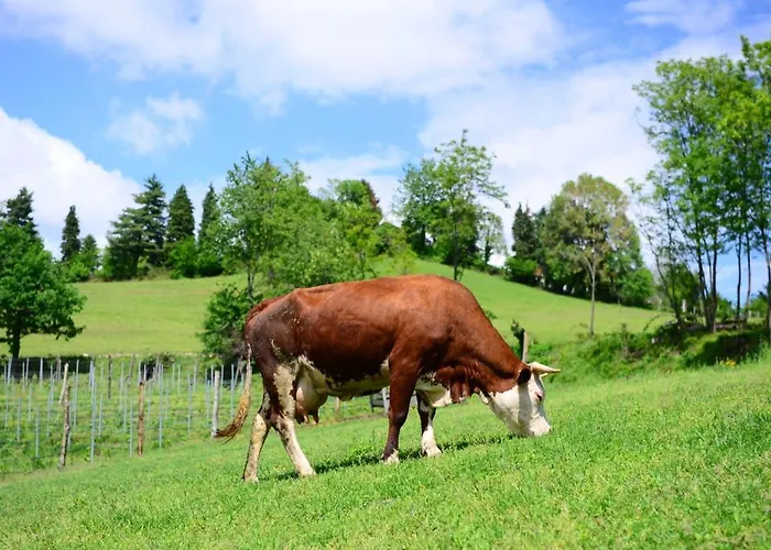 Dai Dellerba Pinerolo